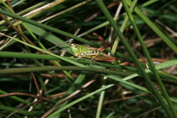 Fototapeta premium Other Creatures