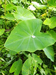 green leaf with water drops