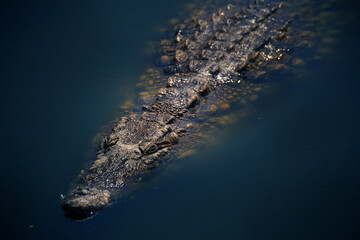 live crocodile in the water close up 