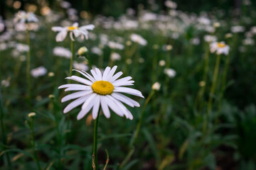 camomile in nature at sunrise