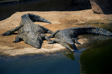 live crocodile in the water close up 