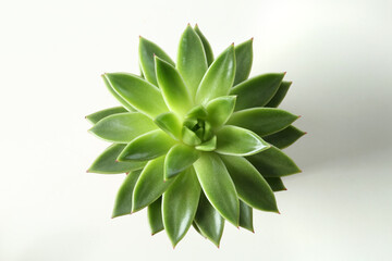 Beautiful echeveria isolated on white, top view. Succulent plant