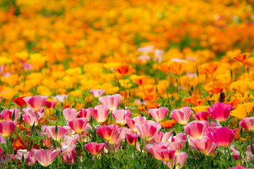 6月四季彩の丘咲き誇るハナビシソウ