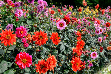 Obraz premium colorful dahlia flowers in the garden