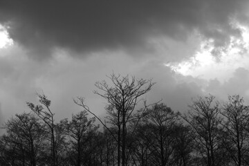 Trees and stormy sky. Black and white