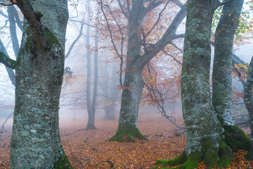 Beech forest, Urbasa Natural Park, Navarra, Spain, Europe