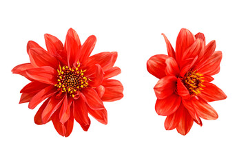Couple of red dahlia flowers isolated on white
