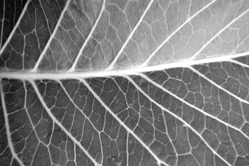 Fototapeta na wymiar Green leaf natural texture in black and white
