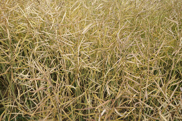 Dry rapeseed field.