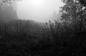 Obraz na płótnie Canvas Morning in foggy forest. Black and white