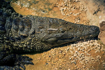 live crocodile in the water close up 