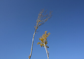 Two trees against clear sky