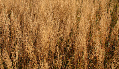 Dry grass wild meadow beauty. Seasonal natural summer background
