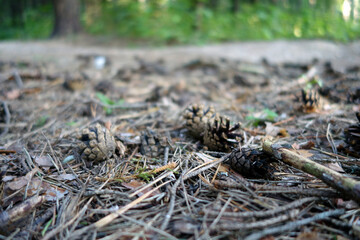 Pine cone on the ground in the forest.