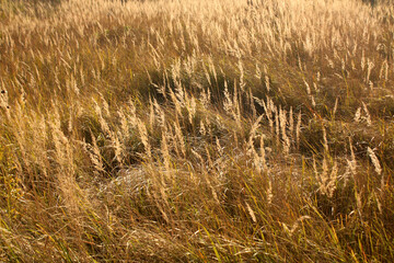 Fototapeta premium Dry grass wild meadow beauty.