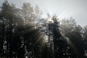 Sun rising from tree tops in forest.