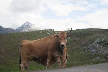 Fototapeta na wymiar vacas