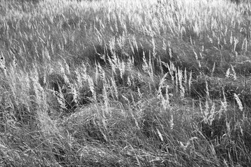 Dry grass wild meadow beauty.  Black and white