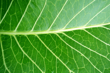 Green leaf natural texture.