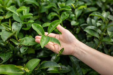 Fresh tea leafs in woman's hand, at tea garden, chiang mai, thailand.