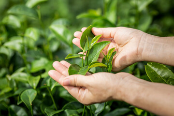 Fresh tea leafs in woman's hand, at tea garden, chiang mai, thailand.