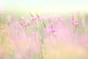 Wilde zachte kleine bloemen - natuurlijke weide bloemenachtergrond