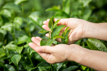 Fresh tea leafs in woman's hand, at tea garden, chiang mai, thailand.