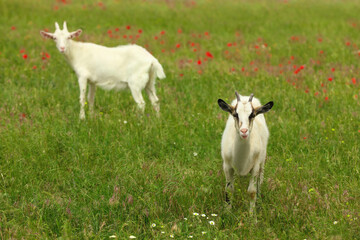 Obraz premium Beautiful goats in green field. Animal husbandry