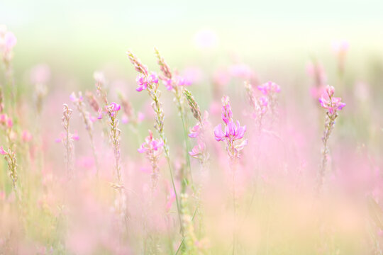 Wild gentle small flowers - natural meadow floral background