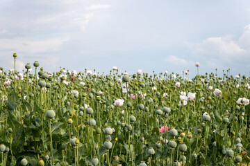 Obraz premium Field of Papaver somniferum during cloudy weather