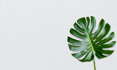 Naklejka na ściany i meble Green tropical leaves on white background. Top view and copy space. Flat lay