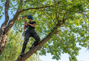 Arborist checking safety ropes - 361783401