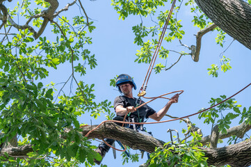 Arborist adjusts his safety ropes