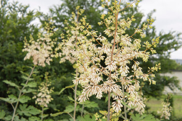 沢山蕾が付いたタケニグサ／Macleaya cordata