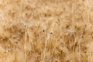 Wheat field. Ears of golden wheat close up. Agricultural field in Serbia