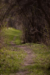 footpath trough the leafless forest during spring season
