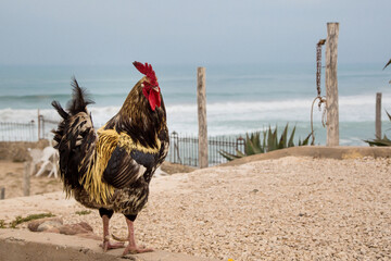 live rooster on the background of the ocean and sky