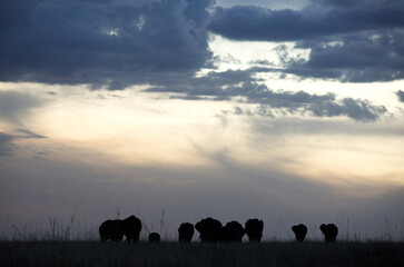 Fototapeta na wymiar Silhouette of African elephants moving during sunset, Masai Mara