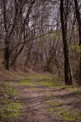 Obraz premium footpath trough the leafless forest during spring season
