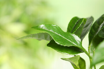 Green leaves of tea plant on blurred background, closeup. Space for text