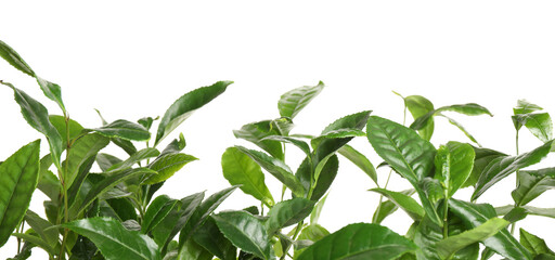 Green leaves of tea plant on white background