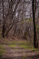 Fototapeta premium footpath trough the leafless forest during spring season