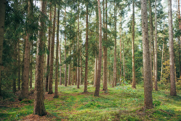 Spaziergang durch Wald bei Tostedt