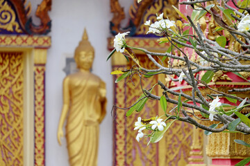 Obraz premium View to the statue in Buddhist temple through the plumeria flowers on a tree in Thailand, selective focus