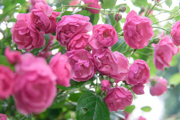 rose bush flowers during blossoming after rain