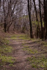 footpath trough the leafless forest during spring season