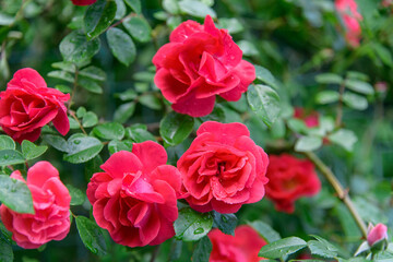 rose bush flowers during blossoming after rain