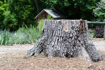 Fototapeta premium Old Stump