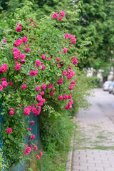 rose bush flowers during blossoming after rain