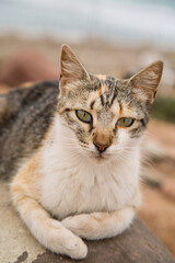 street cat lying on a rock in cloudy weather close up view